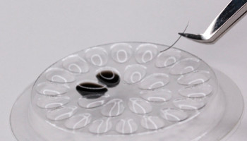 Auf welcher Oberfläche bleibt Wimpernkleber am längsten frisch?